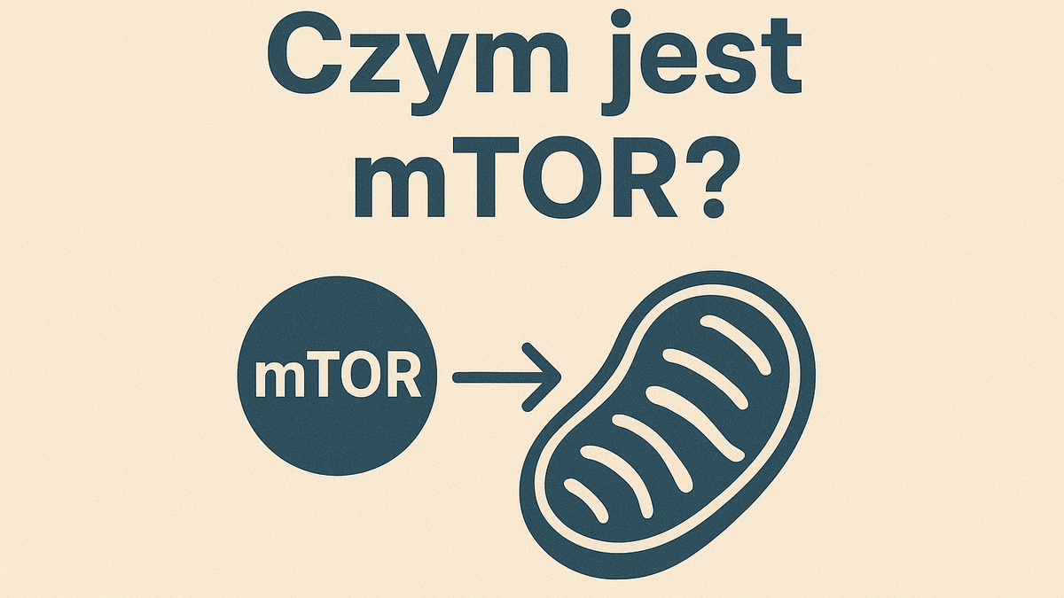 Czym jest i kiedy zachodzi mTOR?