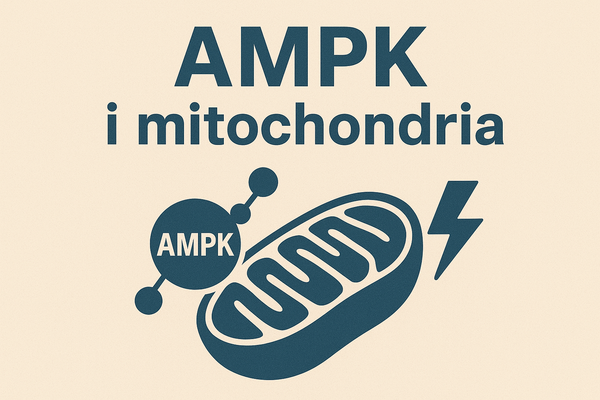 AMPK i mitochondria — o co chodzi?